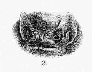 Image of Seychelles Sheath-tailed Bat