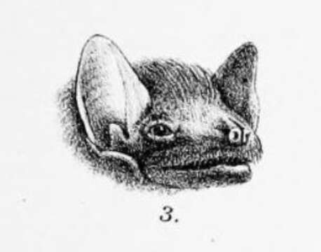 Image of Coleura Peters 1867