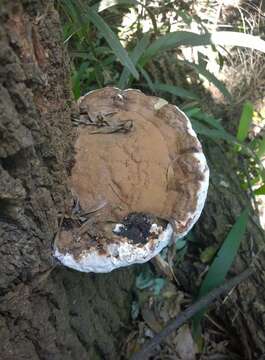 Imagem de Ganoderma australe (Fr.) Pat. 1889