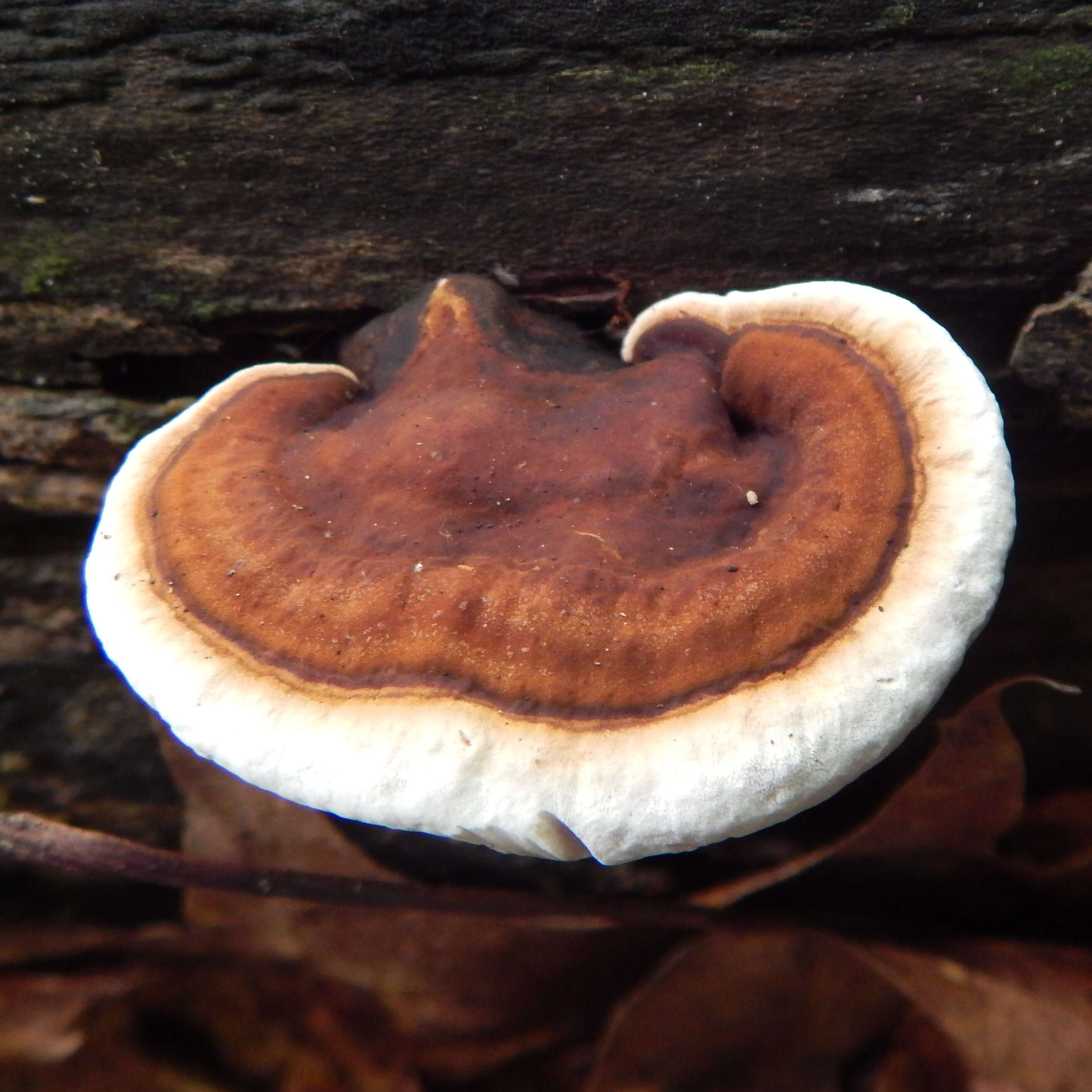 Image of Ganoderma lobatum (Cooke) G. F. Atk. 1908