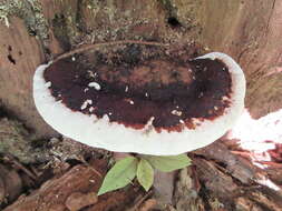 Image of Ganoderma lobatum (Cooke) G. F. Atk. 1908