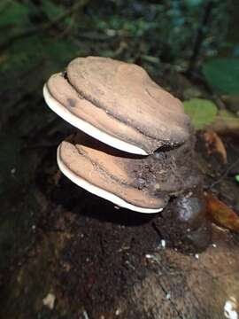 Image of Ganoderma australe (Fr.) Pat. 1889