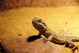 Image of Central bearded dragon