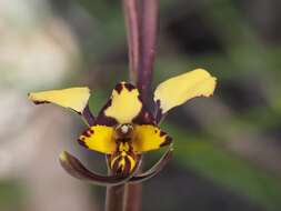 Image of Leopard orchid