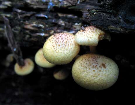 Image of Gymnopilus peliolepis (Speg.) Singer 1951