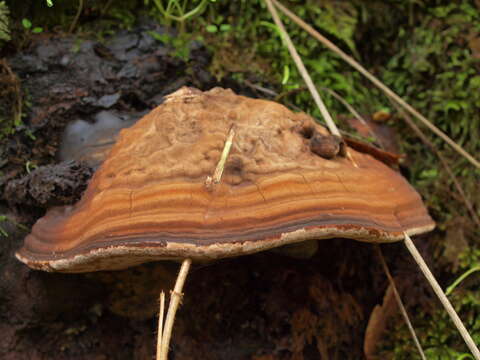 Image of Ganoderma brownii (Murrill) Gilb. 1962