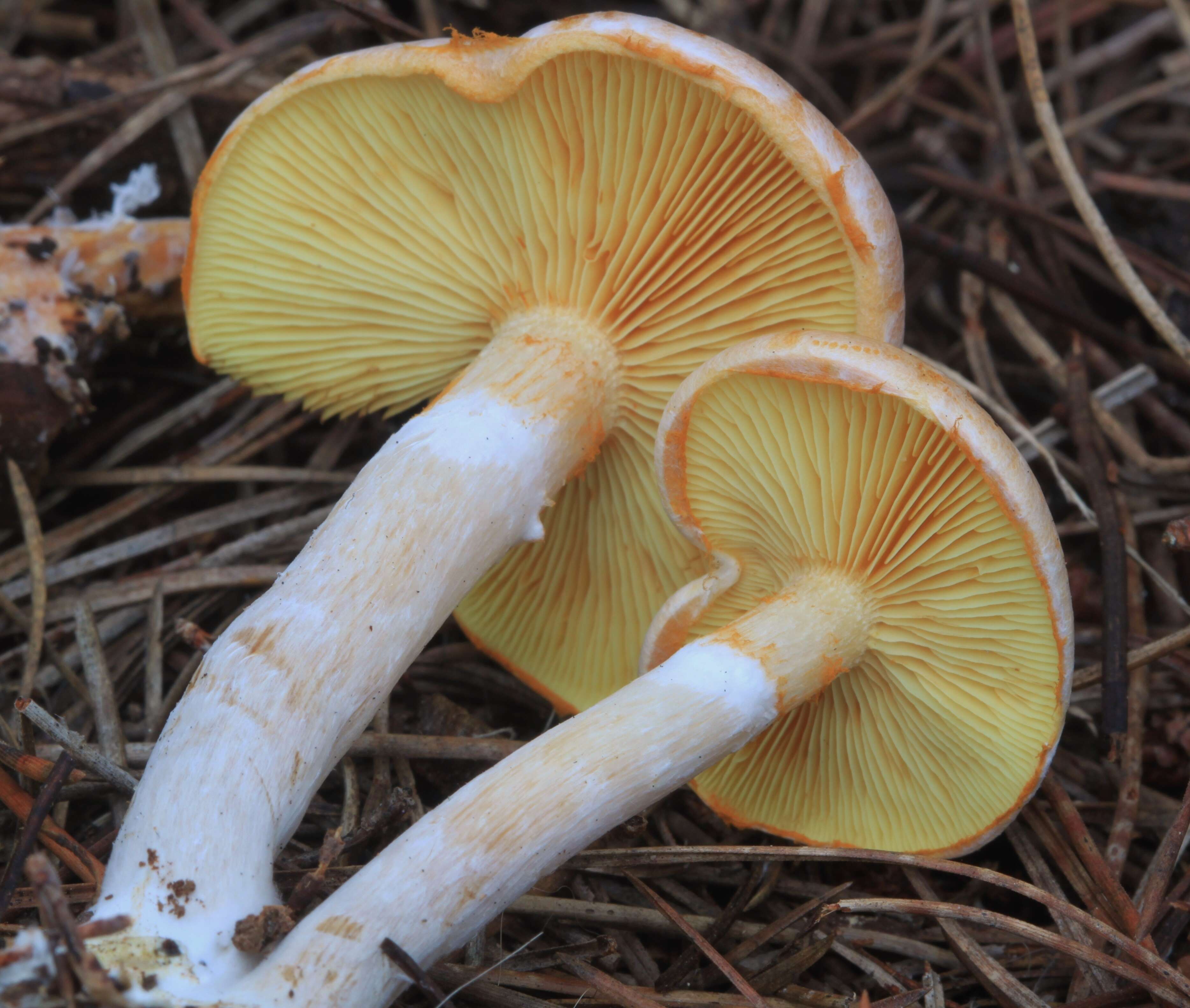 Image of Gymnopilus allantopus (Berk.) Pegler 1965