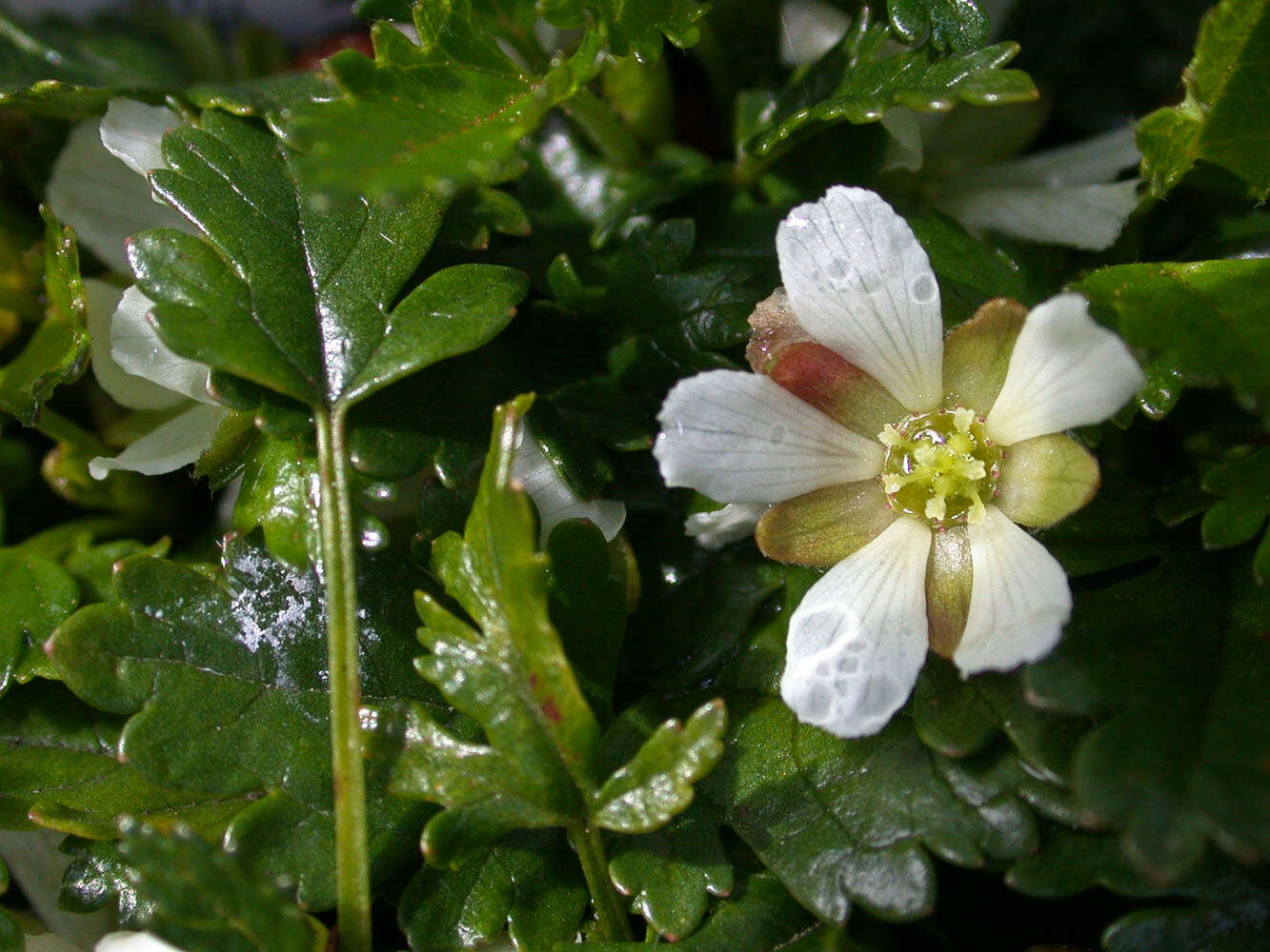 Image of Rubus gunnianus Hook.