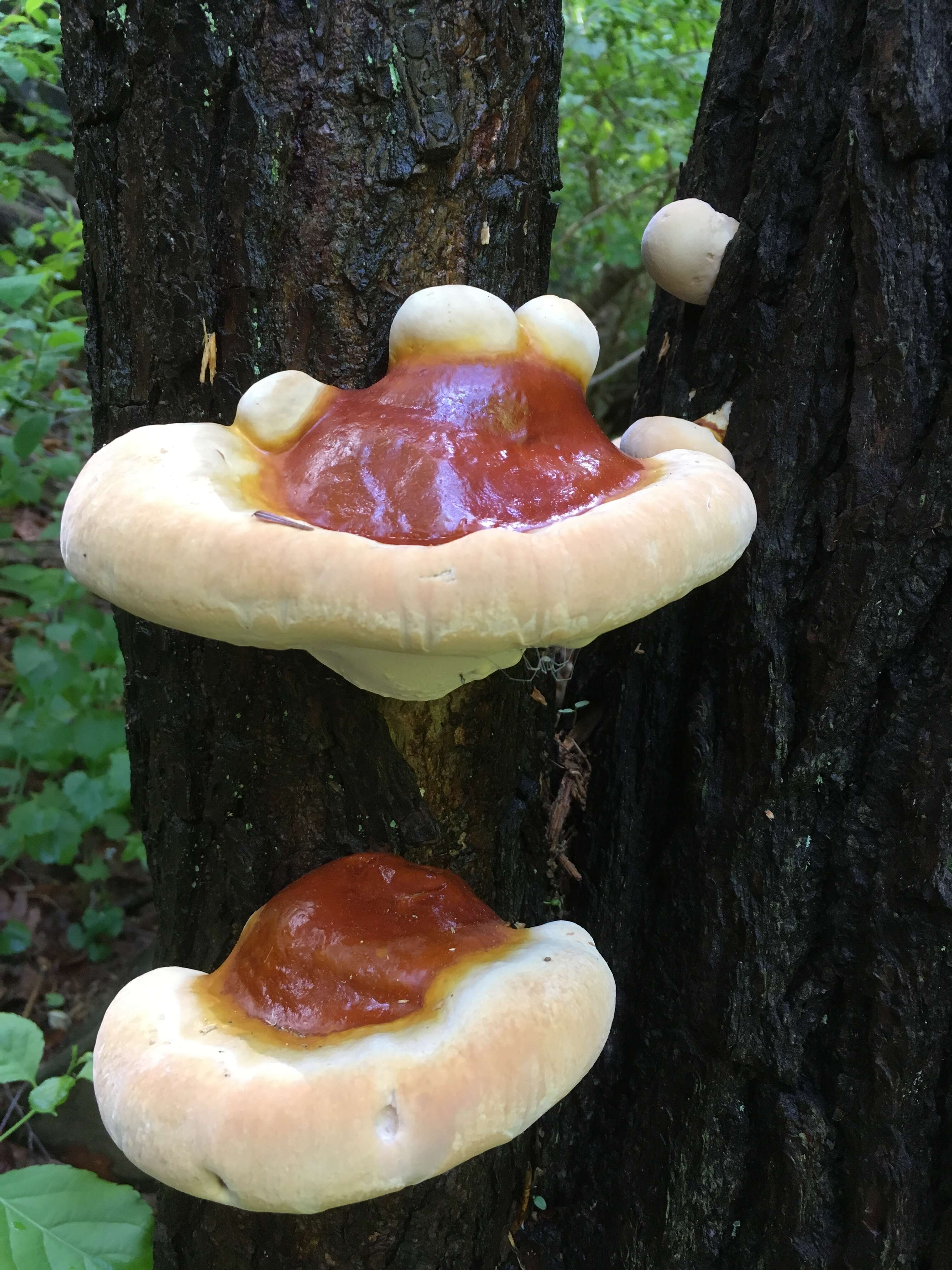 Image of Ganoderma tsugae Murrill 1902