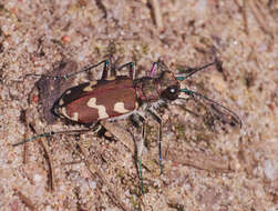 Image of Northern dune tiger beetle