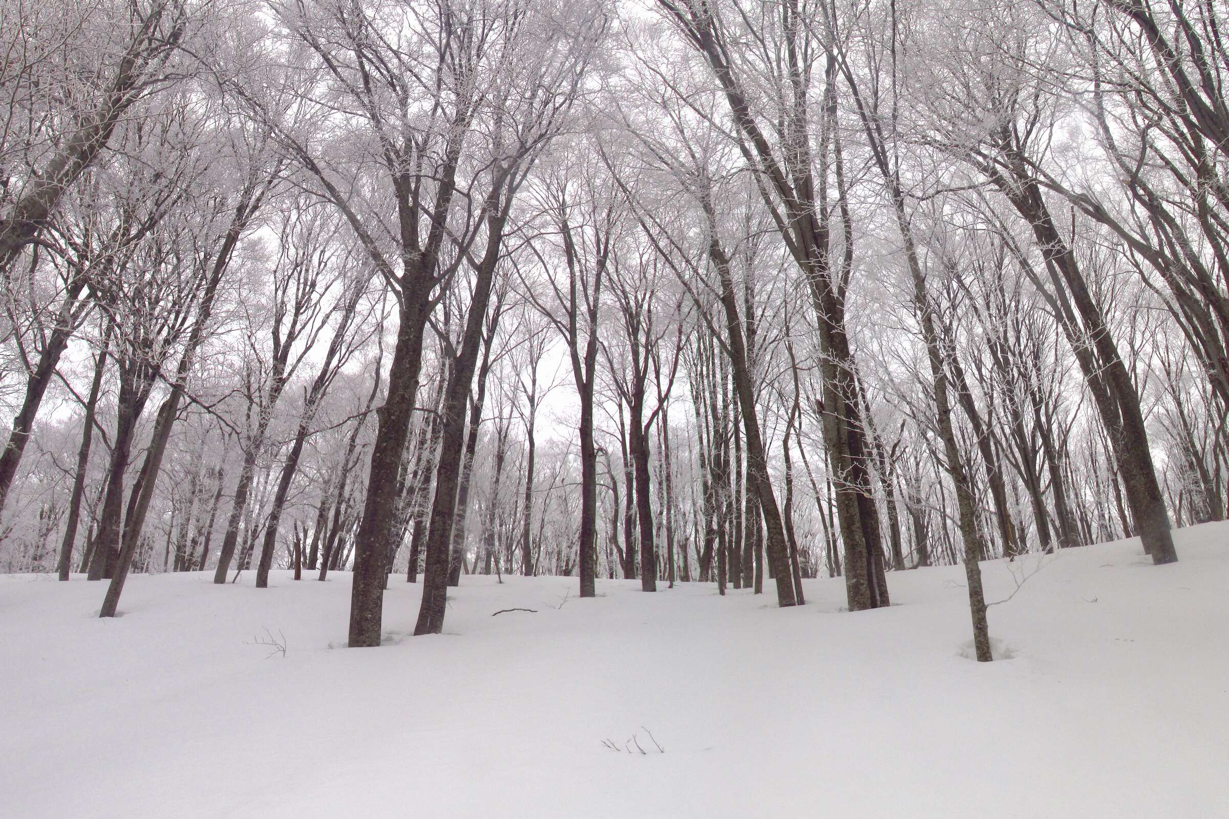 Image of Japanese Beech