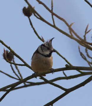 Image of Lophophanes Kaup 1829