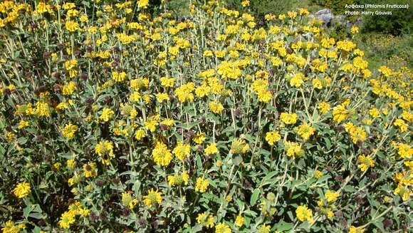 Image of shrubby Jerusalem sage