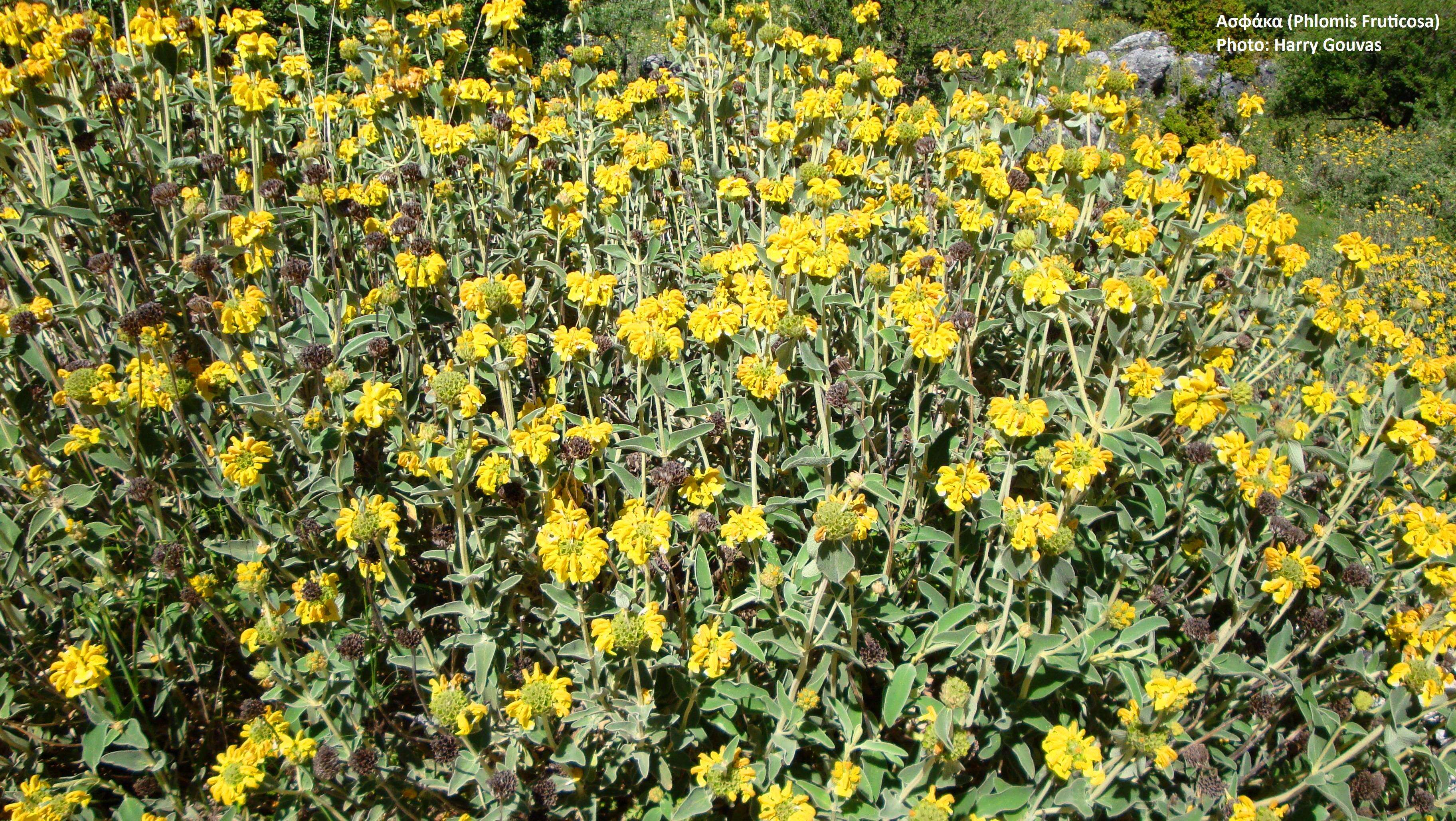 Plancia ëd Phlomis fruticosa L.