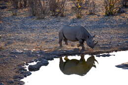 Image of Black Rhinoceros