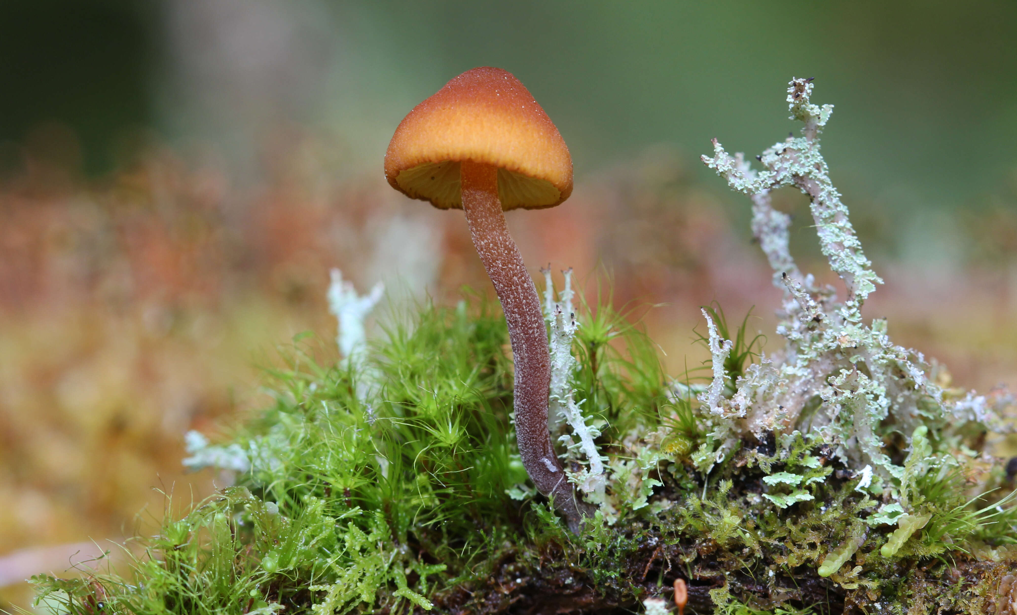 Imagem de Gymnopilus bellulus (Peck) Murrill 1917