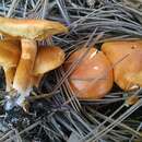 Imagem de Gymnopilus humicola Harding ex Singer 1962