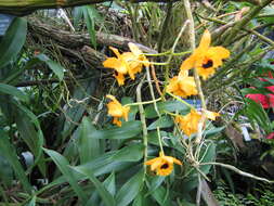 Imagem de Dendrobium fimbriatum Hook.