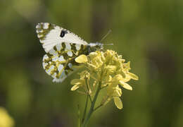 Image of Euchloe ausonia (Hübner (1804))