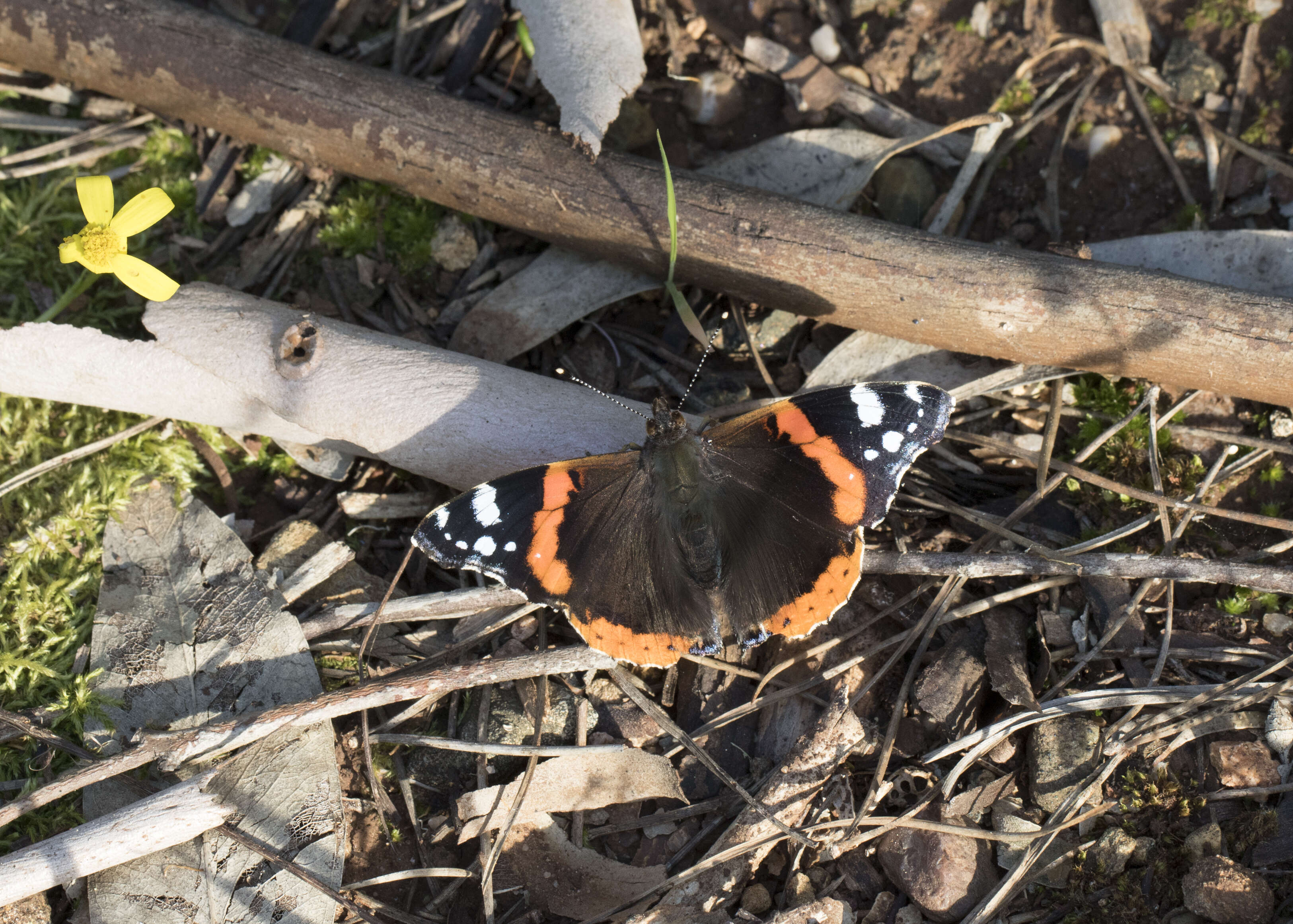 Image of Red Admiral