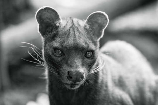 Image of fossa