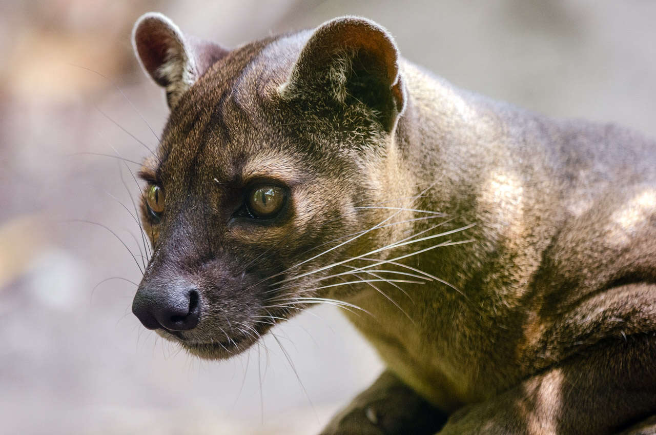 Image of fossa