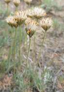 Sivun Nestotus stenophyllus (A. Gray) Urbatsch, R. P. Roberts & Neubig kuva