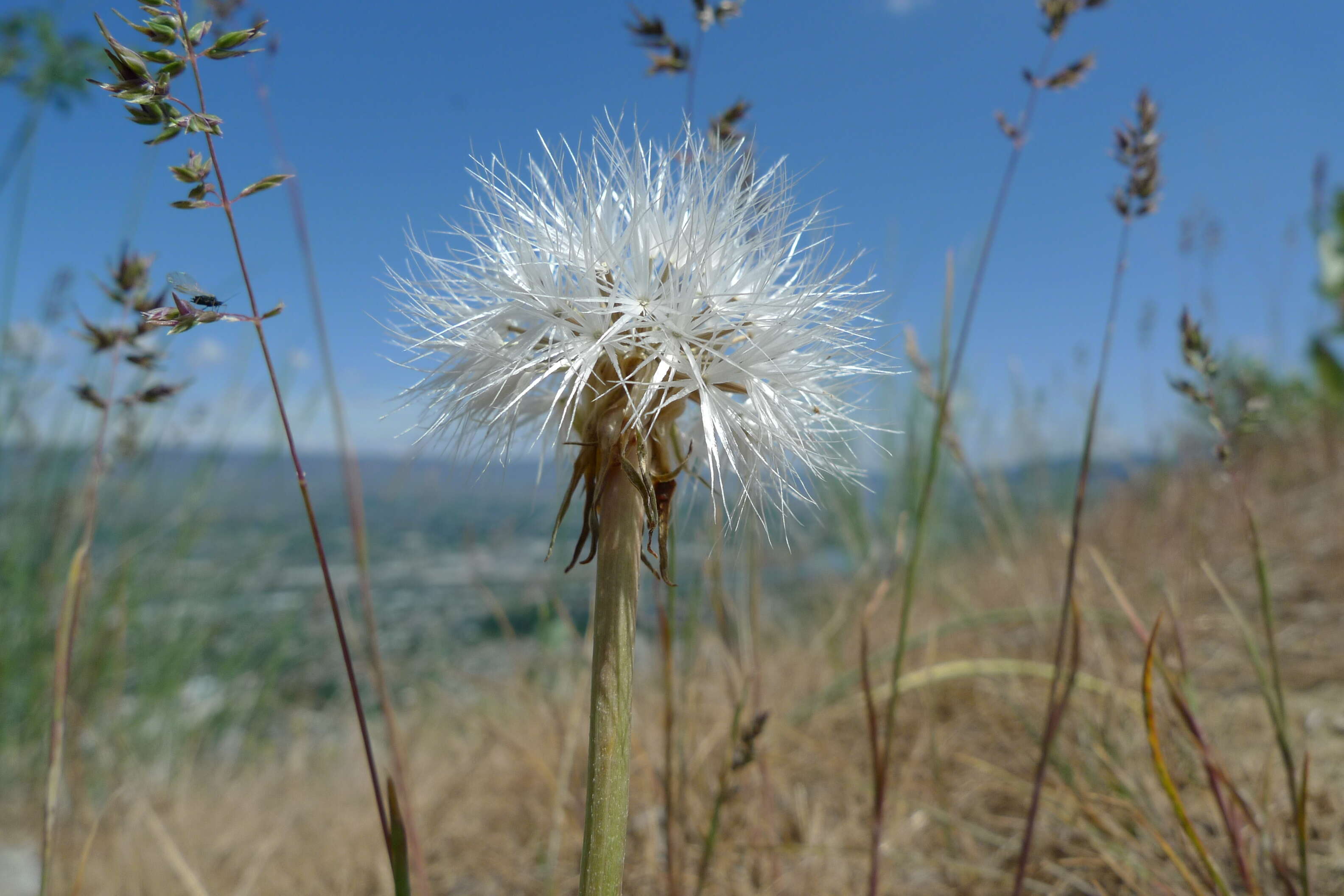 Image of false agoseris