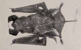 Image of Tadarine Free-tailed Bats