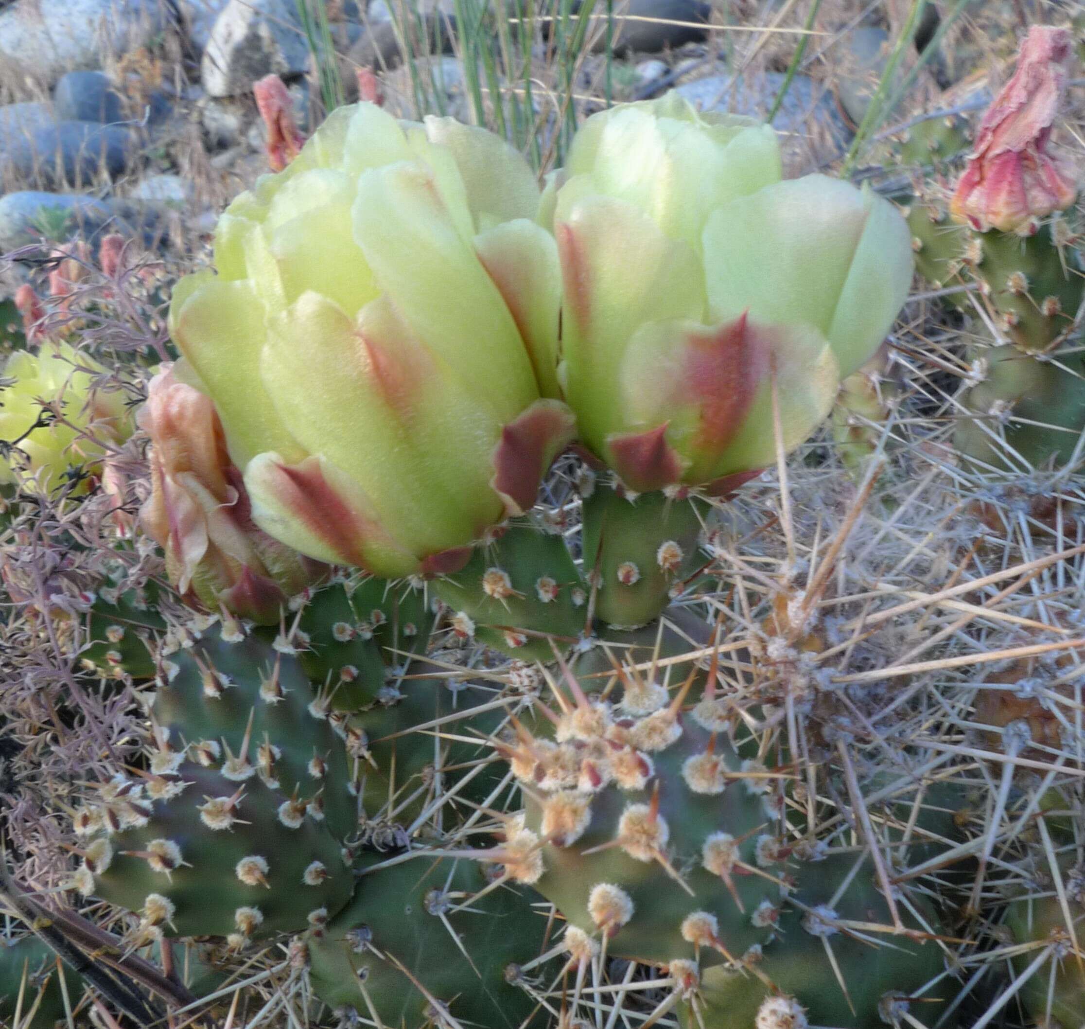 Image of Brittle Cactus