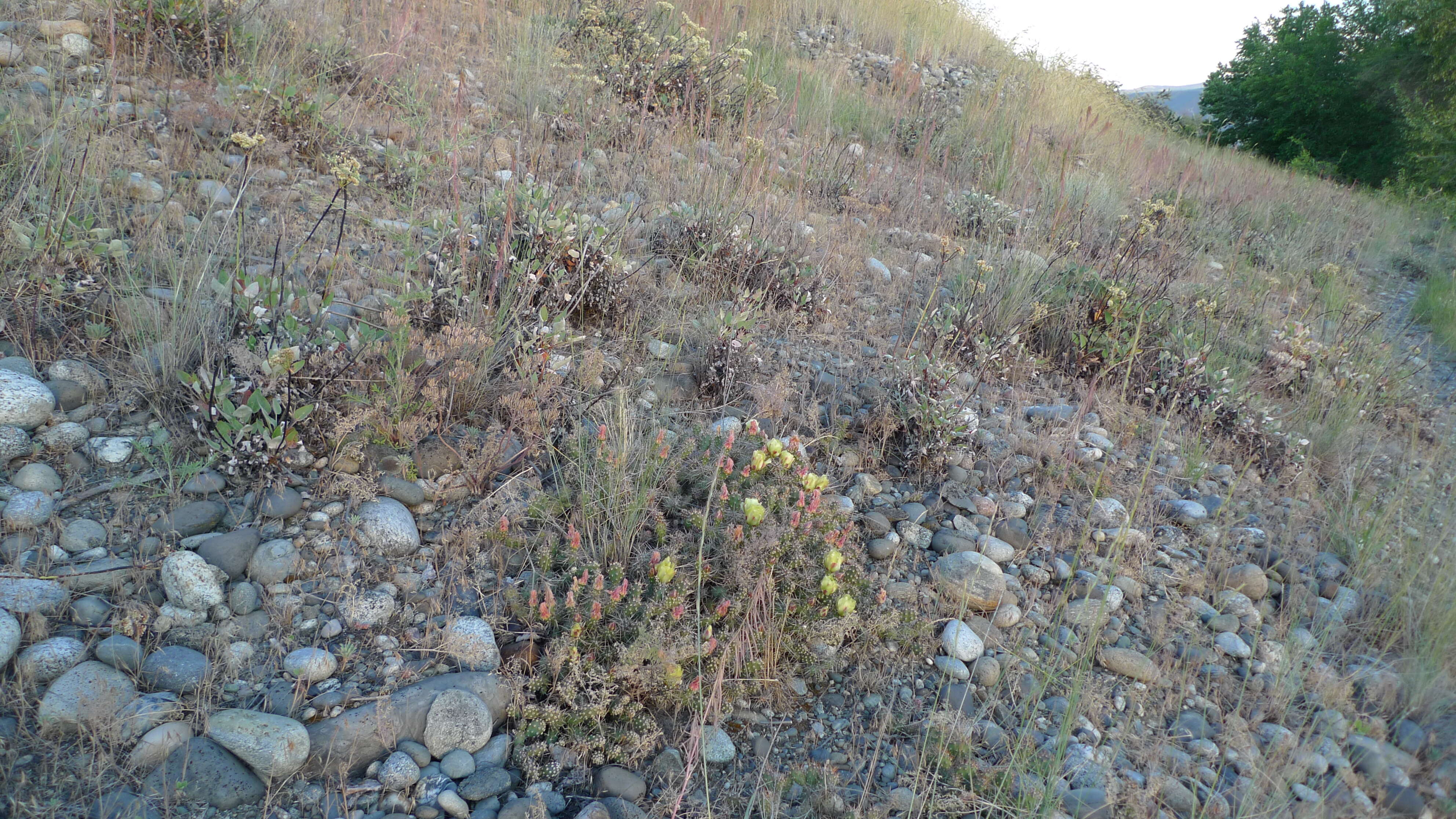 Opuntia fragilis (Nutt.) Haw. resmi