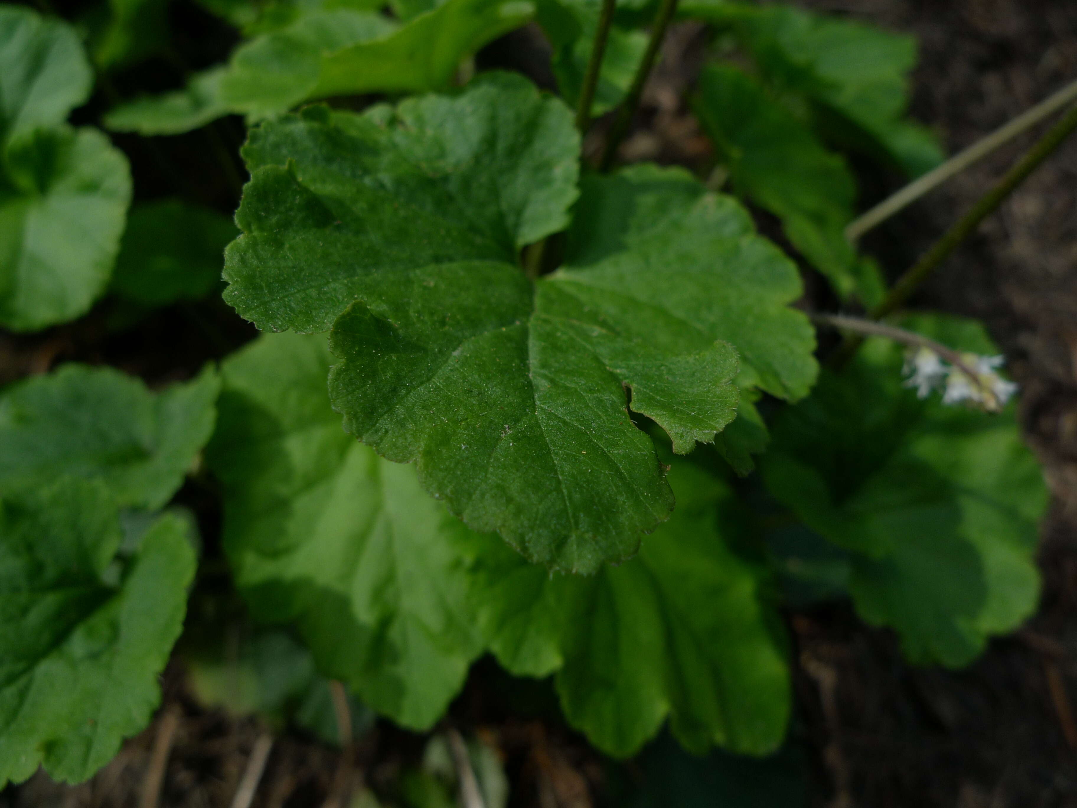 Image of threeparted miterwort