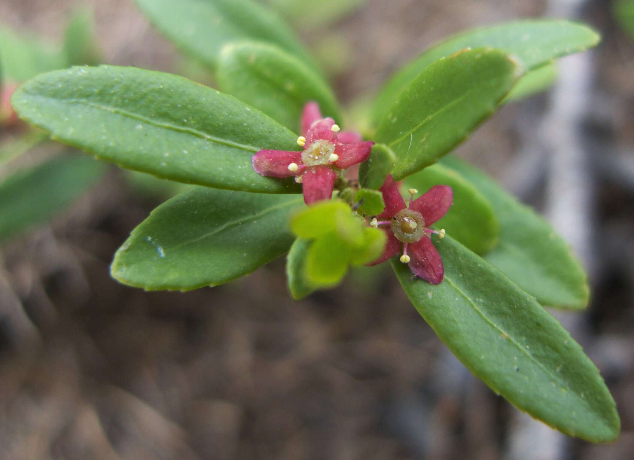 Image of Oregon boxleaf