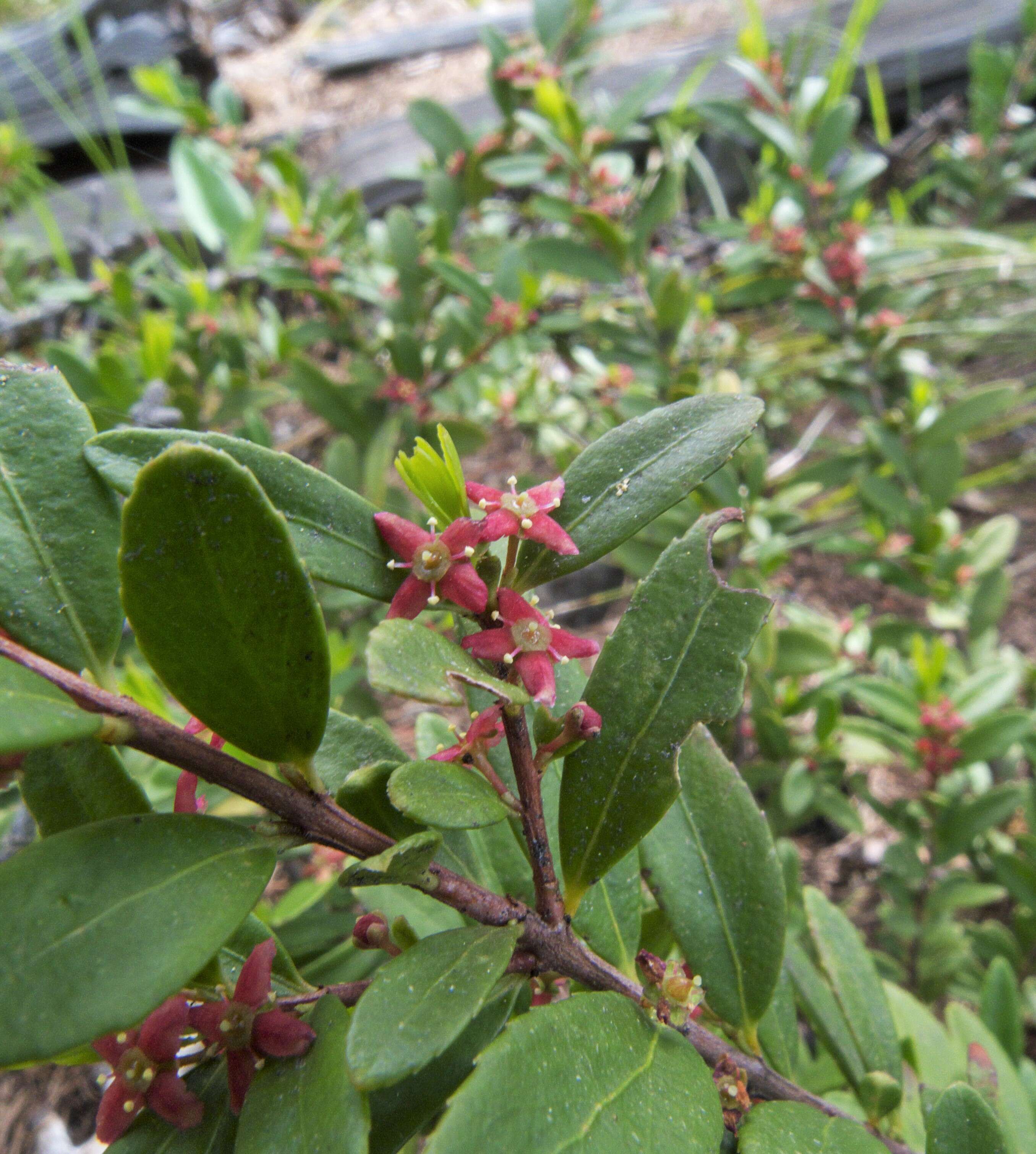 Image of Oregon boxleaf