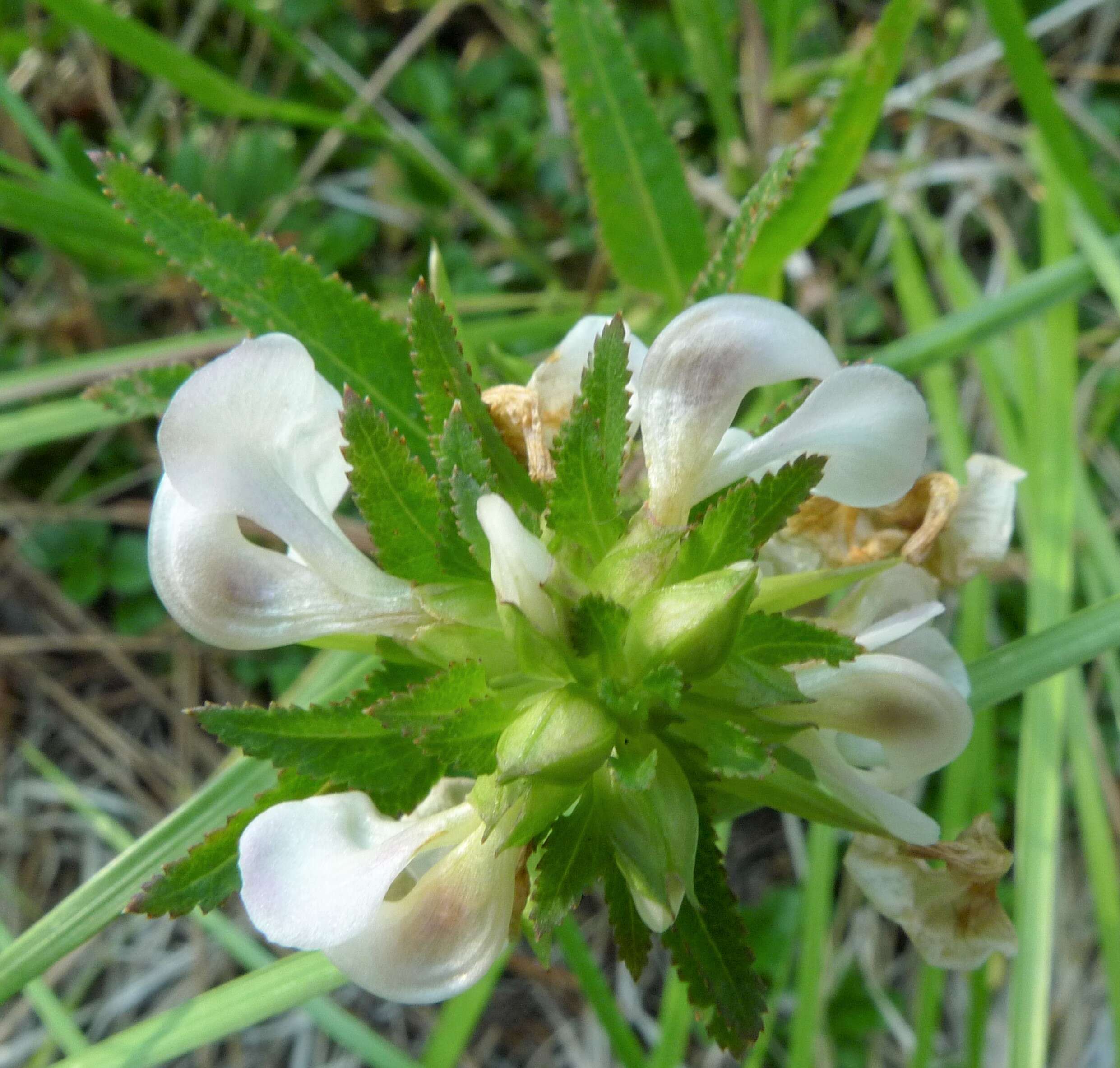 Image of sickletop lousewort