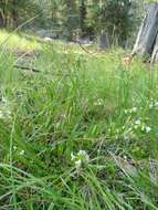 Image of sickletop lousewort