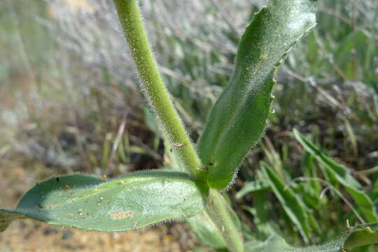 Image of fuzzytongue penstemon