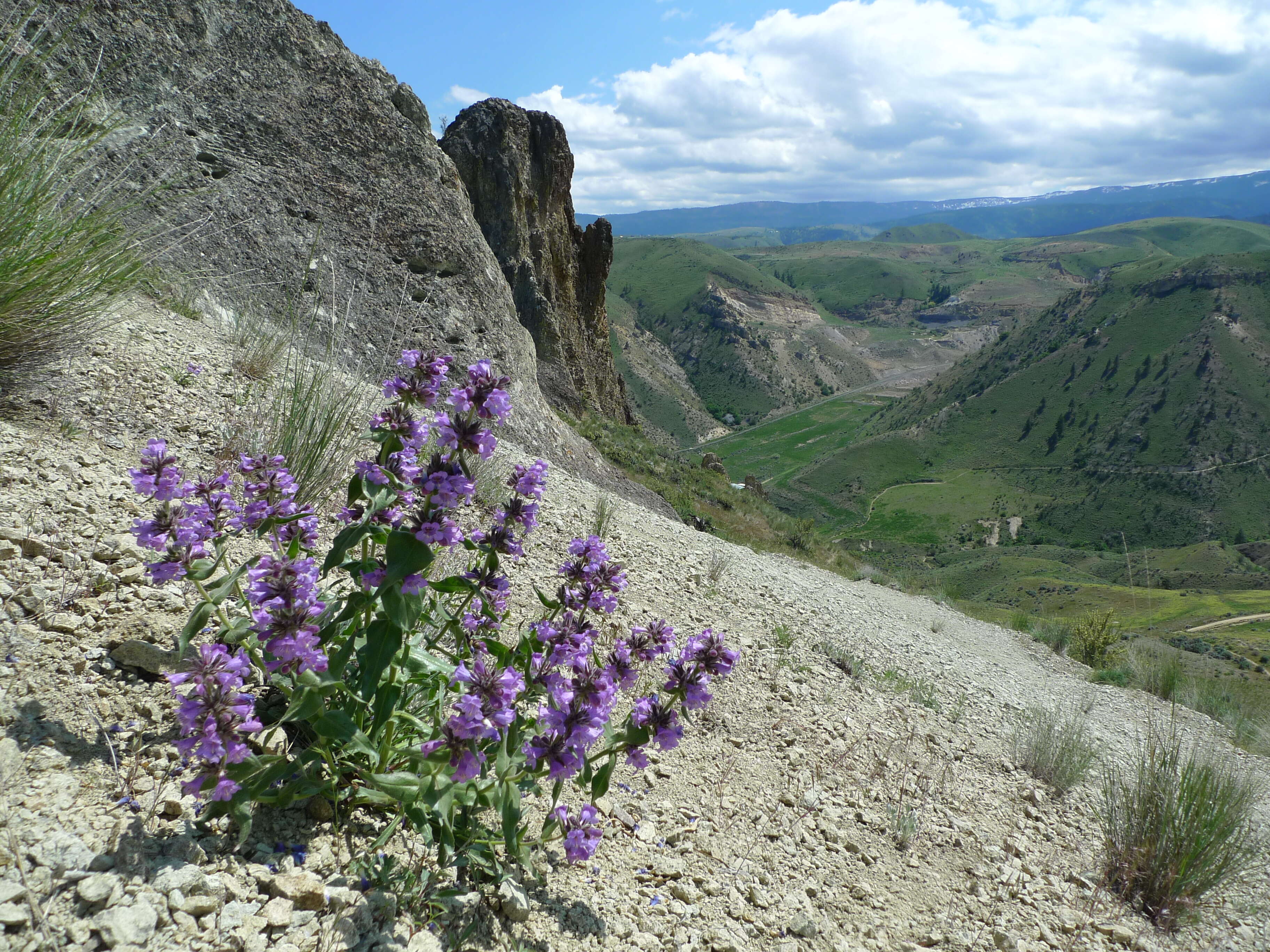 Image of fuzzytongue penstemon