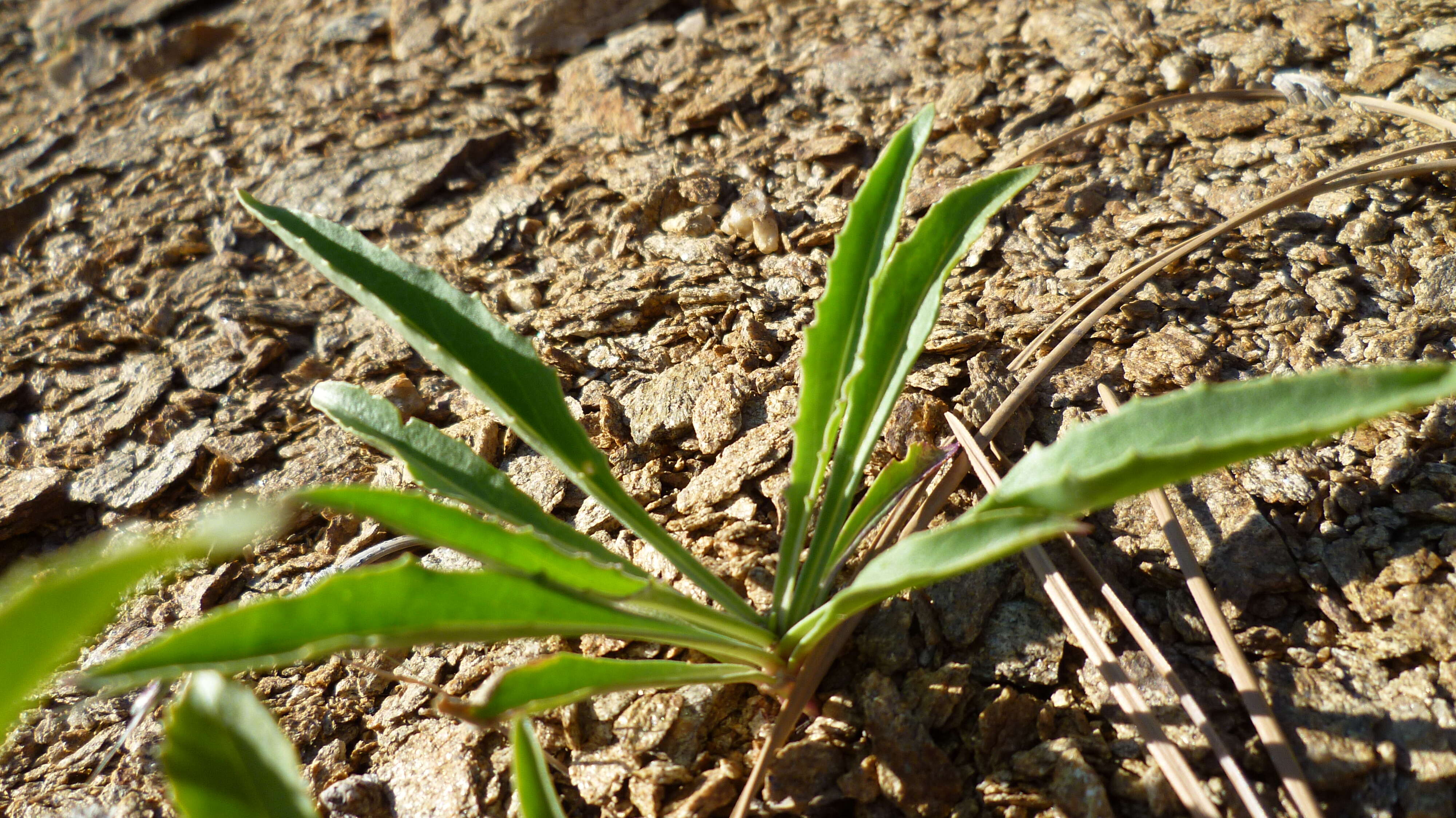 Image of fuzzytongue penstemon