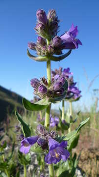 Image of fuzzytongue penstemon