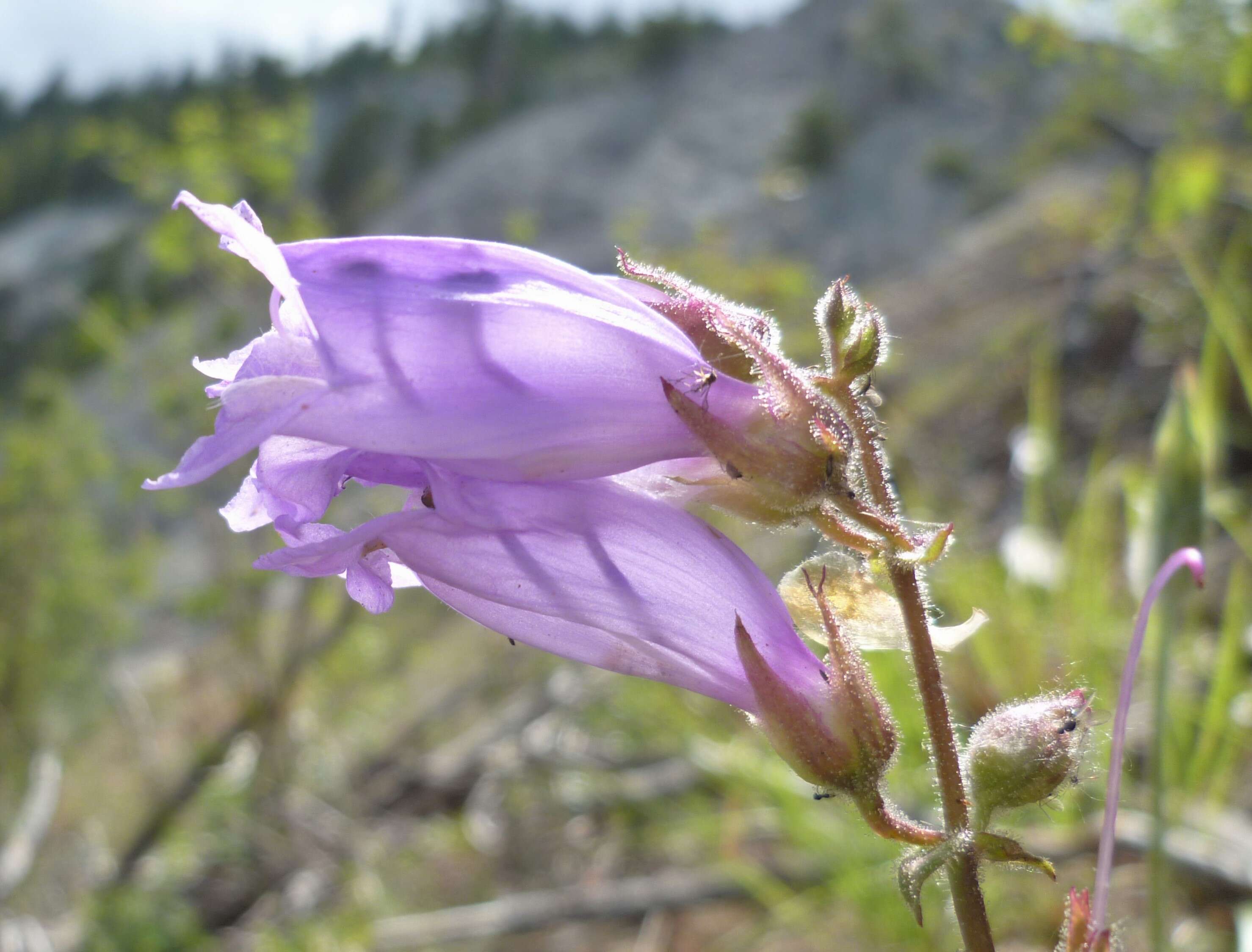 Слика од Penstemon fruticosus (Pursh) Greene