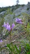 Слика од Penstemon fruticosus (Pursh) Greene