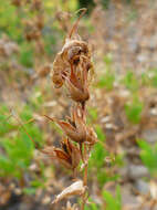 Image of Bush Penstemon