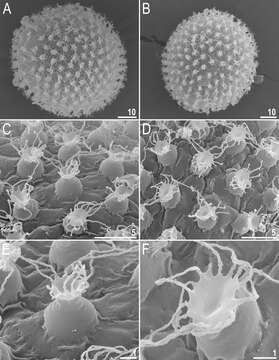 Image of <i>Macrobiotus shonaicus</i>