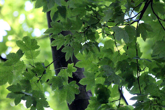 Image of sycamore maple