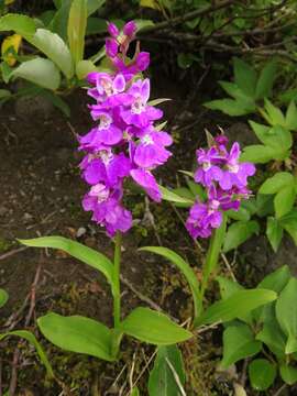 Image of Ponerorchis joo-iokiana (Makino) Nakai