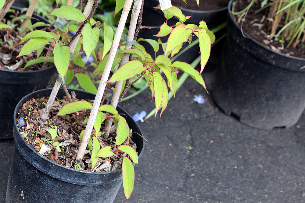 Image of Actinidia pilosula (Finet & Gagnep.) Stapf ex Hand.-Mazz.