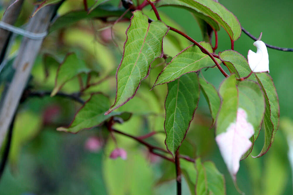 Image of Actinidia pilosula (Finet & Gagnep.) Stapf ex Hand.-Mazz.