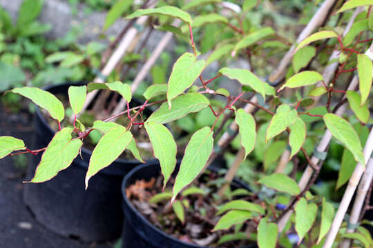 Image of Actinidia pilosula (Finet & Gagnep.) Stapf ex Hand.-Mazz.