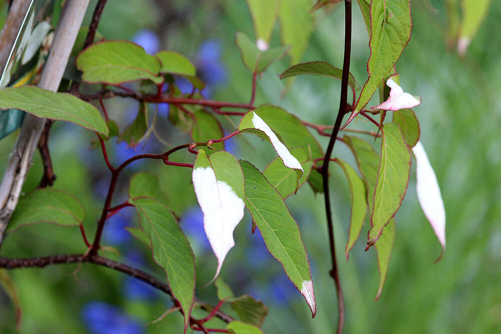 Image of Actinidia pilosula (Finet & Gagnep.) Stapf ex Hand.-Mazz.